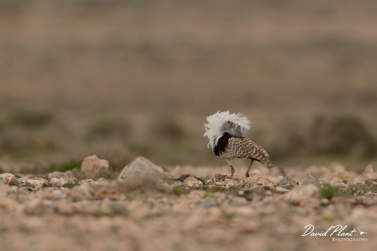David Plant Photography - Wildlife Photography - Houbara bustard - D.jpg - Houbara bustard displaying - El Cotillo stony plain