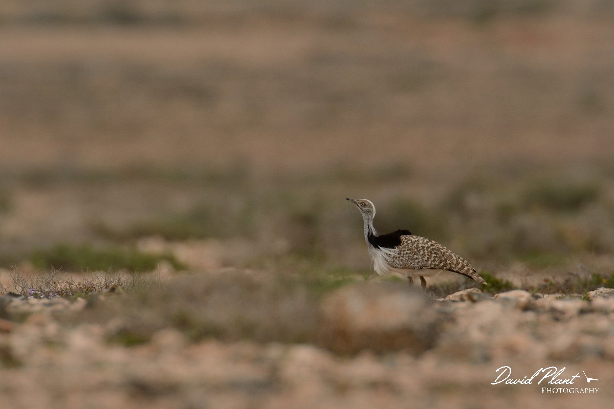 David Plant Photography - Wildlife Photography - Houbara bustard - E.jpg - Houbara bustard - El Cotillo stony plain