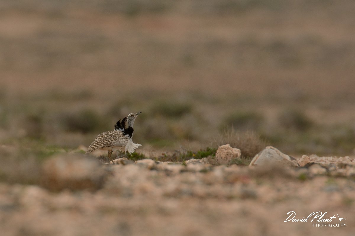 David Plant Photography - Wildlife Photography - Houbara bustard - F.jpg - Houbara bustard displaying - El Cotillo stony plain