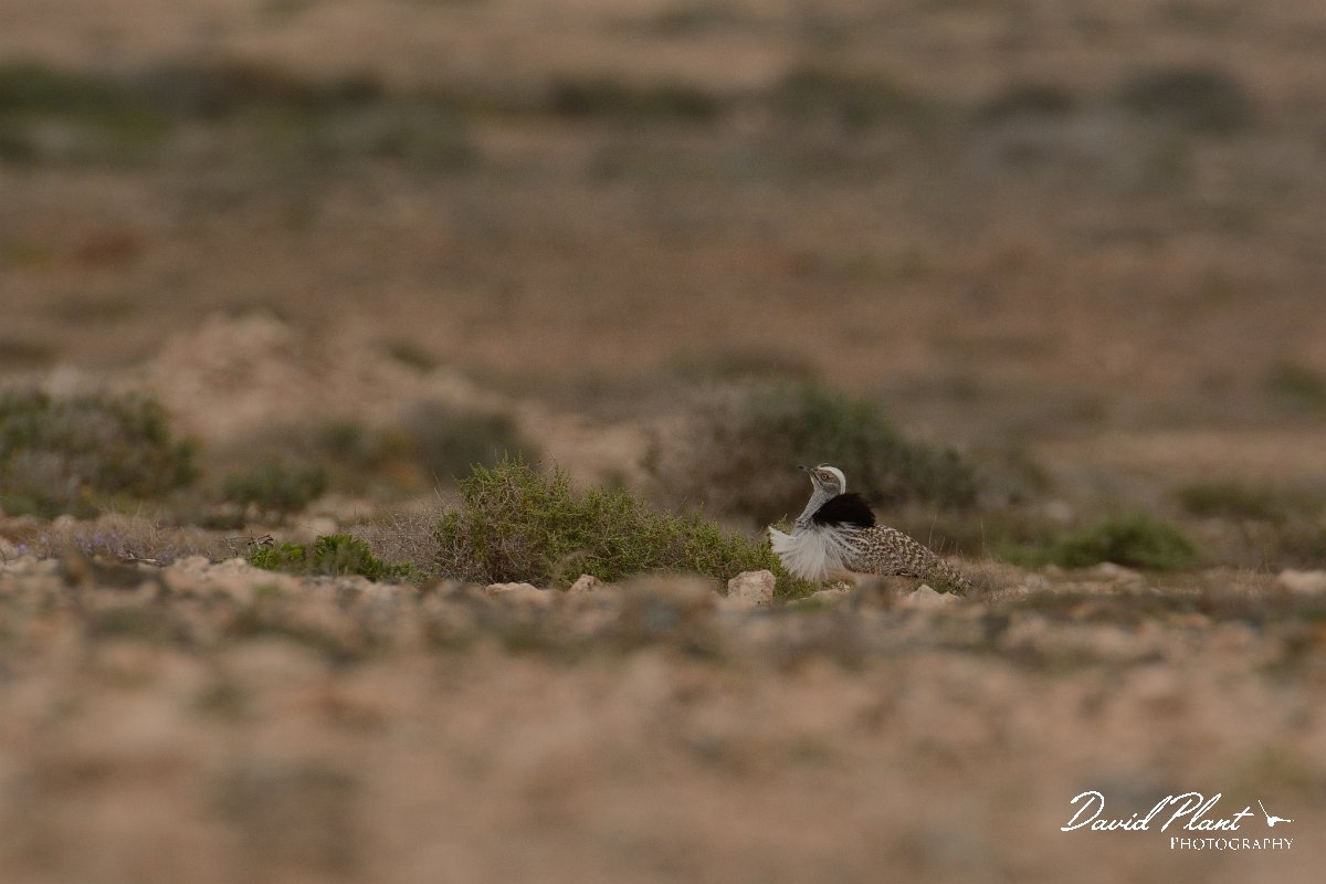 David Plant Photography - Wildlife Photography - Houbara bustard - G.jpg - Houbara bustard displaying - El Cotillo stony plain