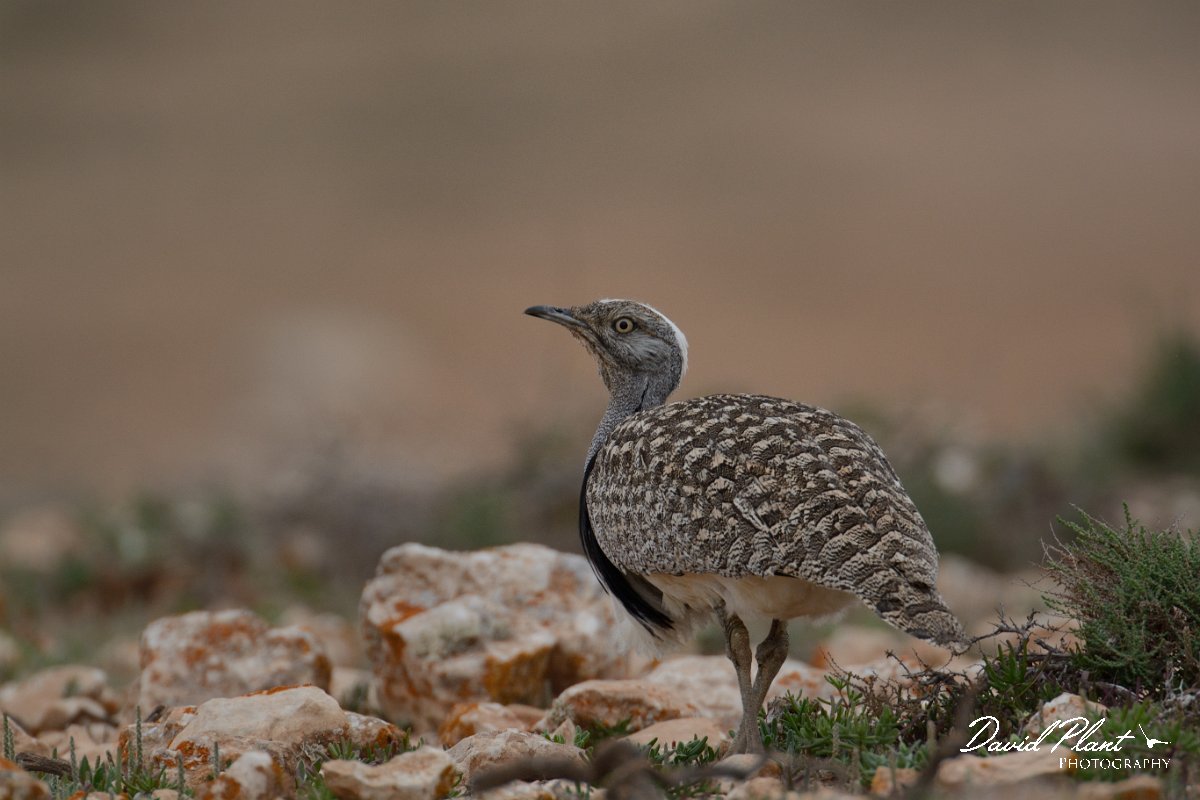 David Plant Photography - Wildlife Photography - Houbara bustard - H.jpg - Houbara bustard - Lomo de Herrera, La Oliva