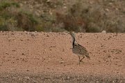 David Plant Photography - Wildlife Photography - Houbara bustard - B