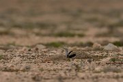 David Plant Photography - Wildlife Photography - Houbara bustard - C