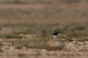 David Plant Photography - Wildlife Photography - Houbara bustard - E