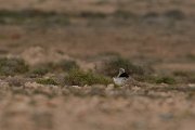 David Plant Photography - Wildlife Photography - Houbara bustard - G
