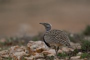 David Plant Photography - Wildlife Photography - Houbara bustard - H