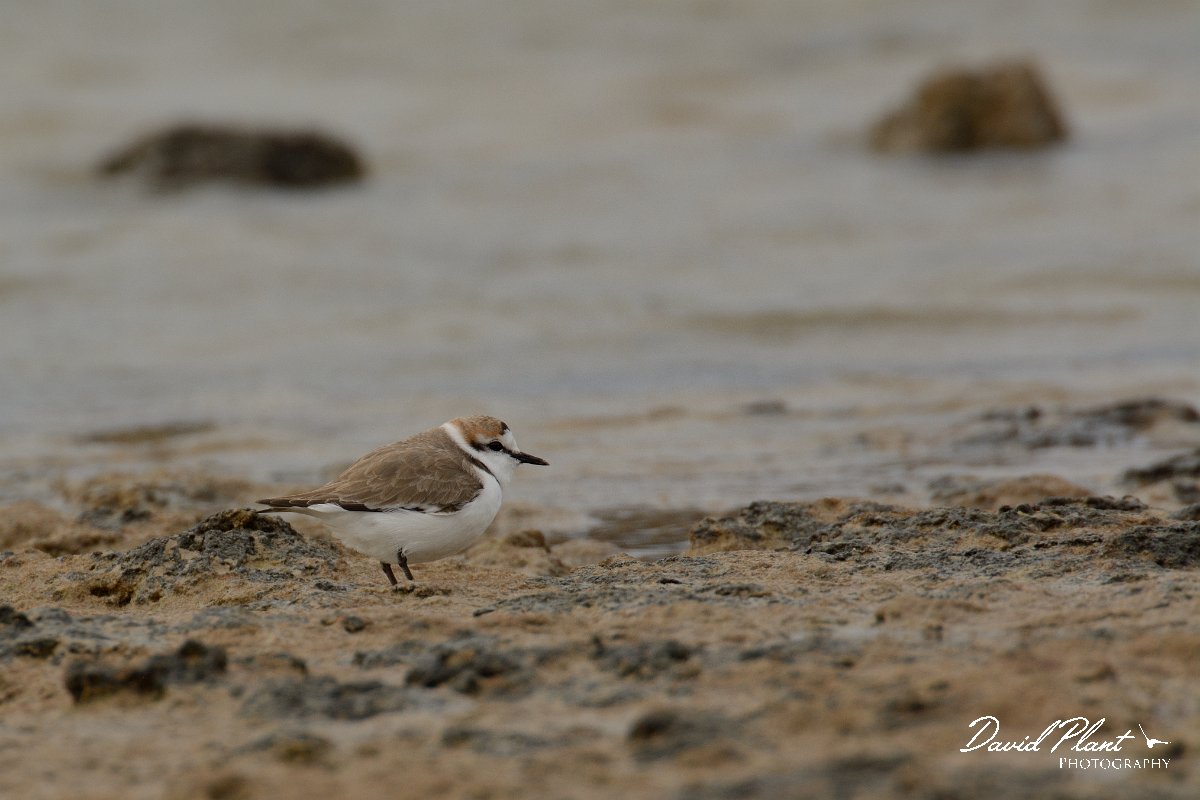 David Plant Photography - Wildlife Photography - Kentish plover - B.jpg - Kentish plover - Caleta del Rio, El Cotillo