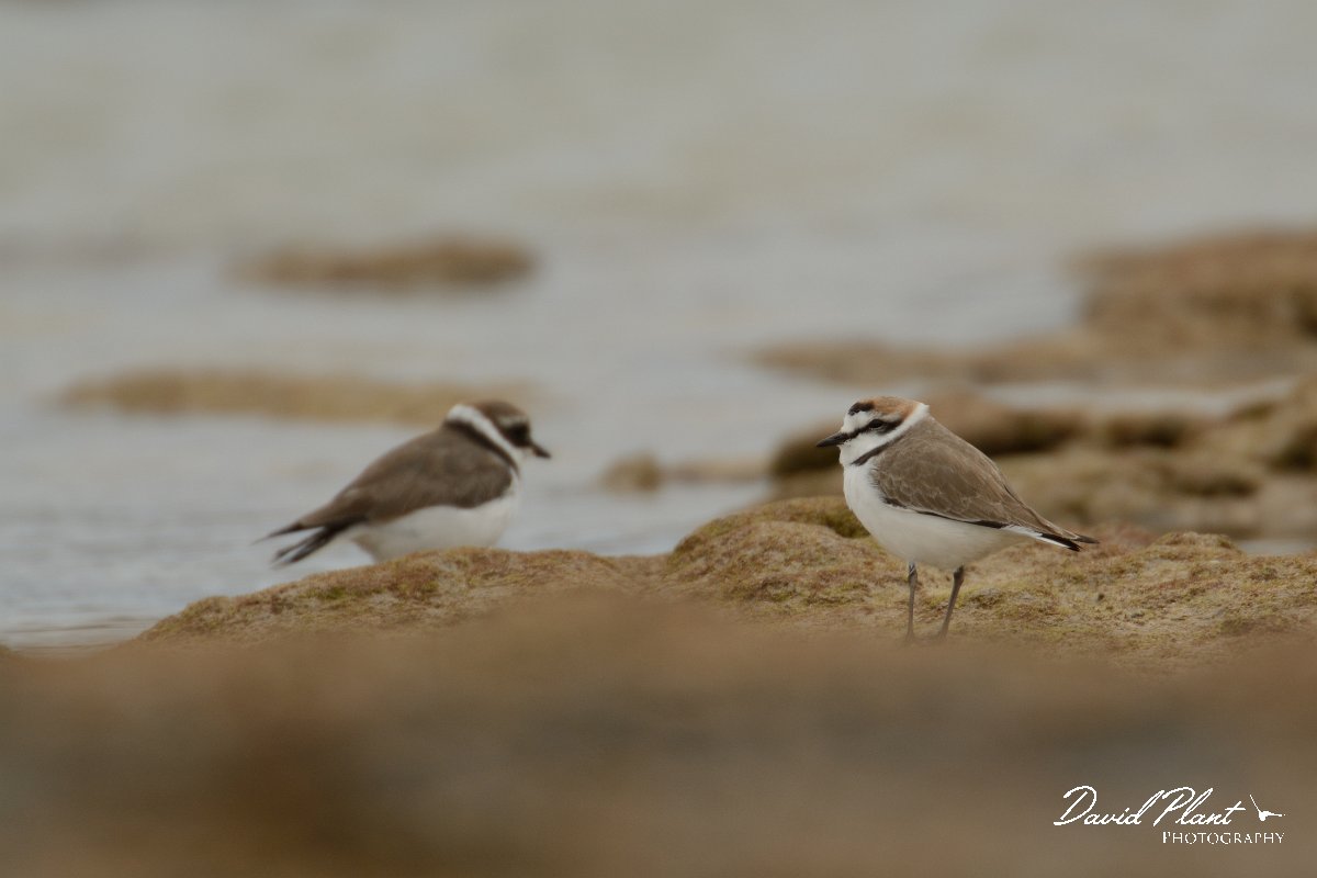 David Plant Photography - Wildlife Photography - Kentish plover - C.jpg - Kentish plover and ringed plover - Caleta del Rio, El Cotillo