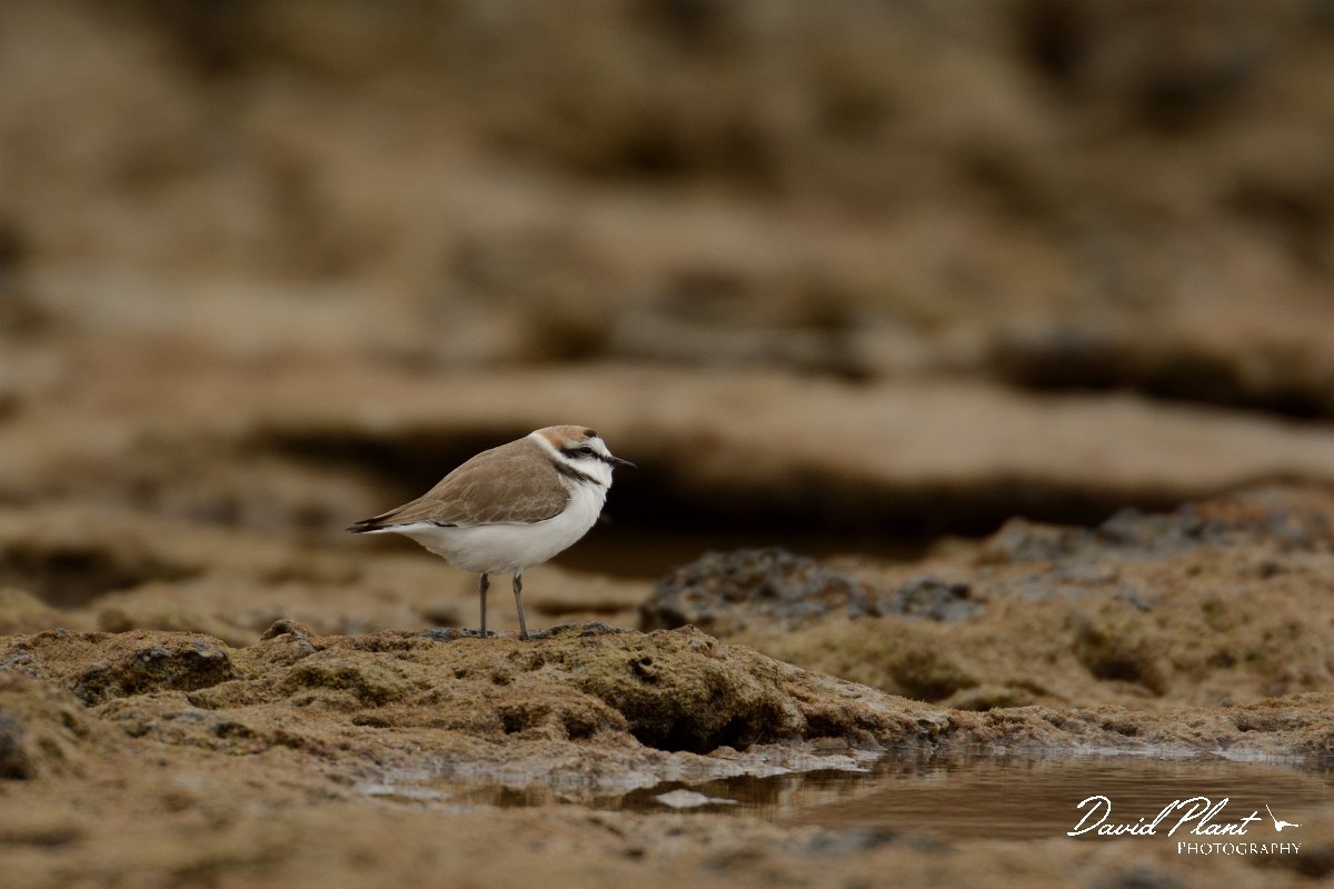 David Plant Photography - Wildlife Photography - Kentish plover - E.jpg - Kentish plover - Caleta del Rio, El Cotillo