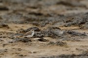 David Plant Photography - Wildlife Photography - Kentish plover - A
