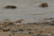 David Plant Photography - Wildlife Photography - Kentish plover - B