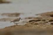 David Plant Photography - Wildlife Photography - Kentish plover - D