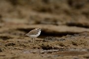 David Plant Photography - Wildlife Photography - Kentish plover - E
