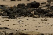 David Plant Photography - Wildlife Photography - Kentish plover - F