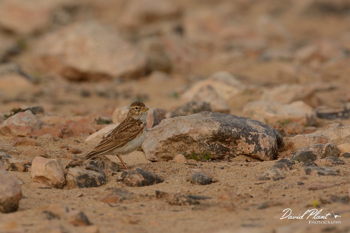 David Plant Photography - Wildlife Photography - Lesser short-toed lark - A.jpg - Lesser short-toed lark - La Pared plain