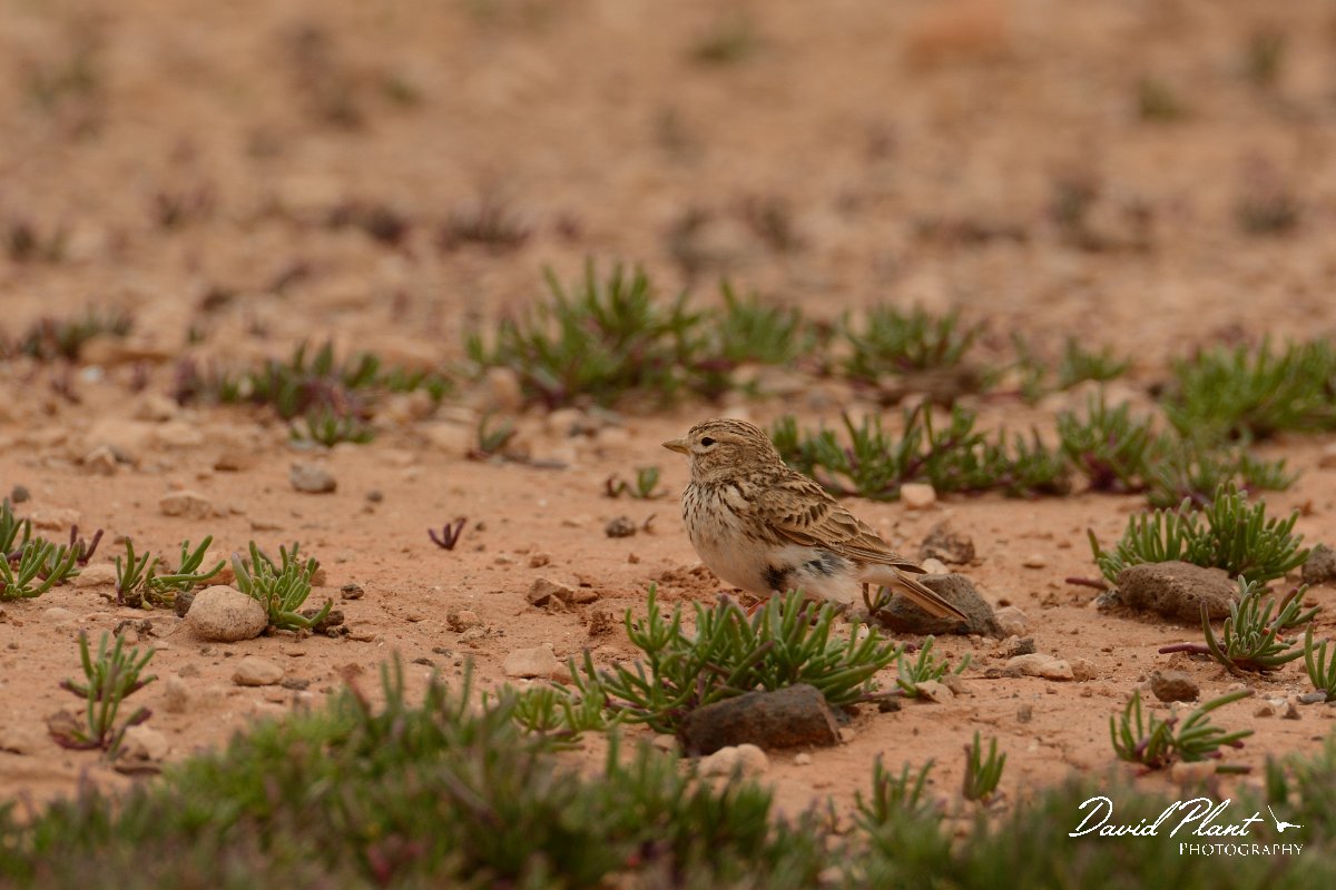 David Plant Photography - Wildlife Photography - Lesser short-toed lark - B.jpg - Lesser short-toed lark - Los Molinos