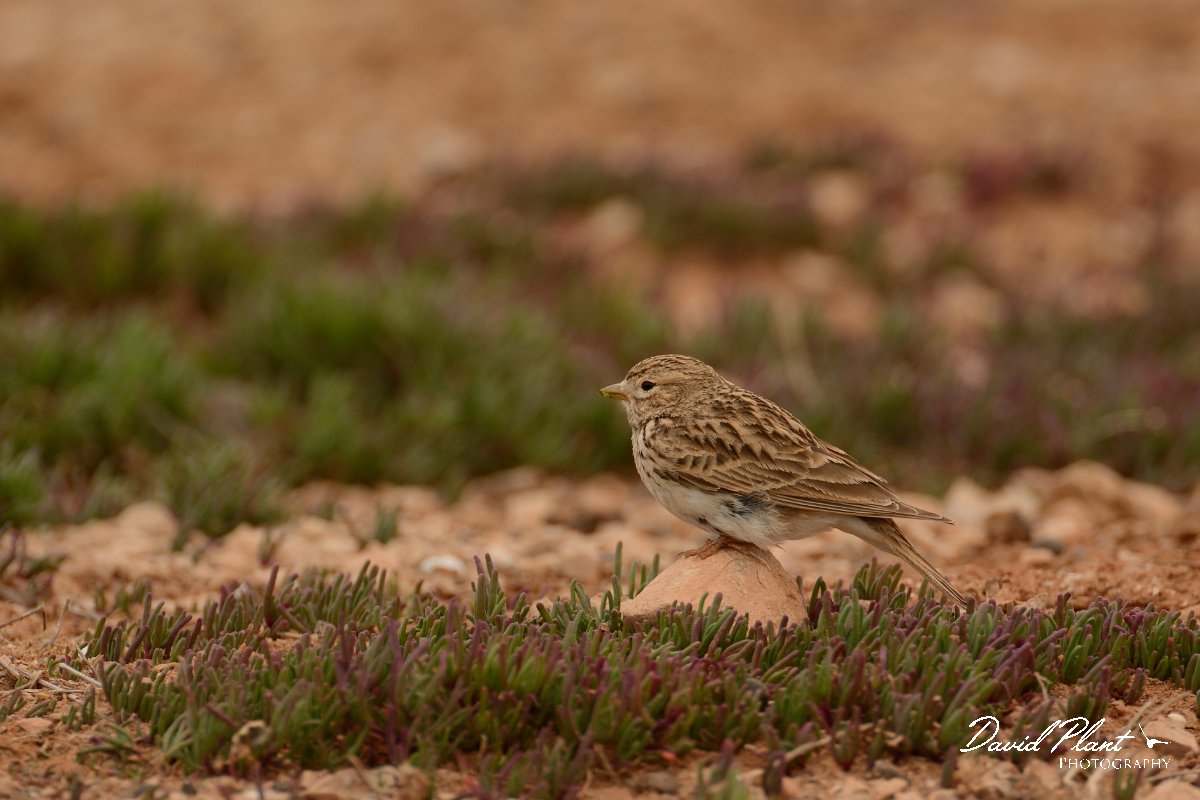 David Plant Photography - Wildlife Photography - Lesser short-toed lark - C.jpg - Lesser short-toed lark - Los Molinos