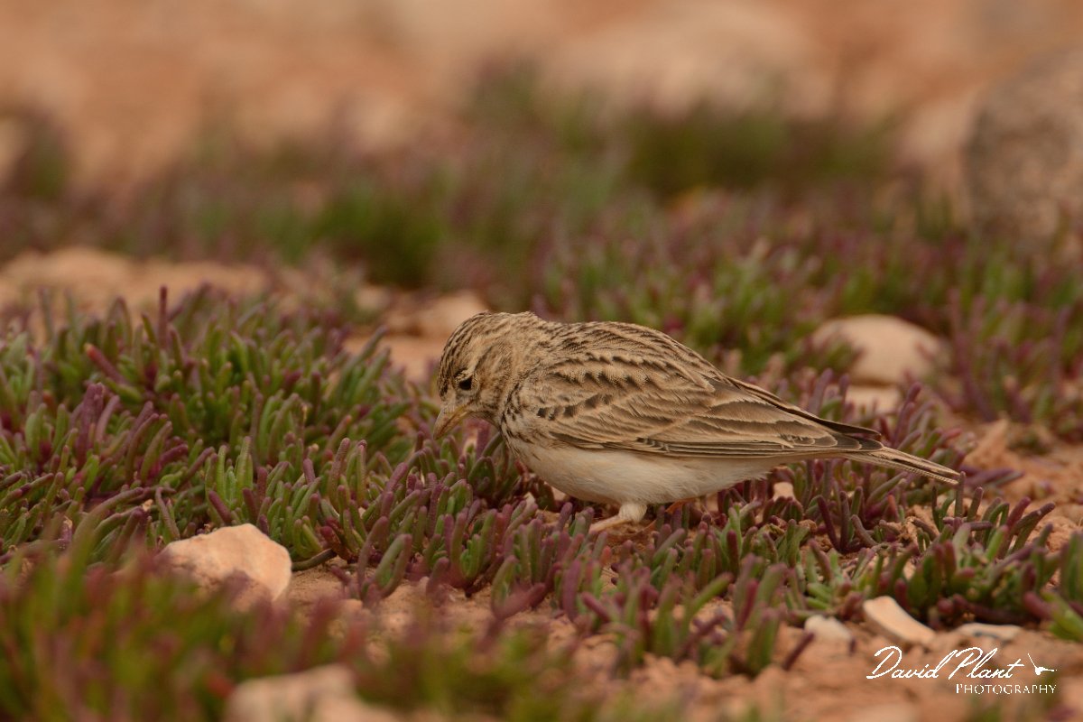 David Plant Photography - Wildlife Photography - Lesser short-toed lark - D.jpg - Lesser short-toed lark feeding - Los Molinos
