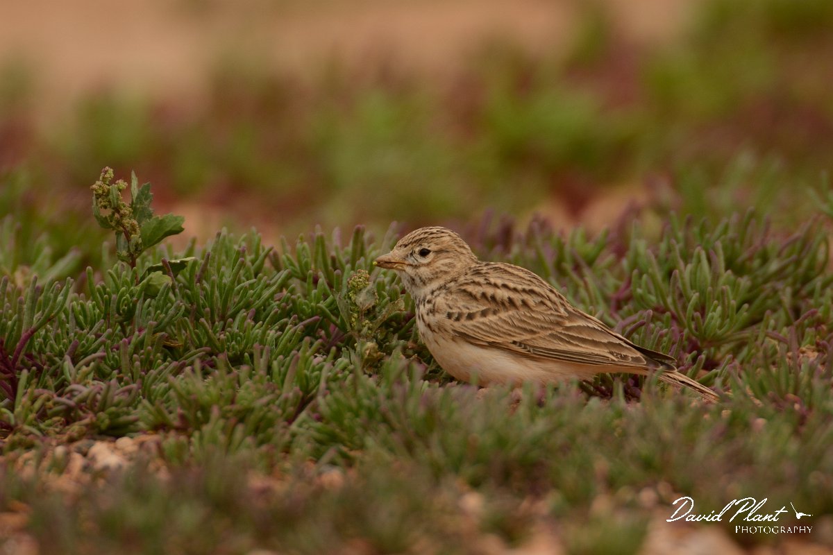 David Plant Photography - Wildlife Photography - Lesser short-toed lark - E.jpg - Lesser short-toed lark - Los Molinos