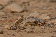 David Plant Photography - Wildlife Photography - Lesser short-toed lark - A