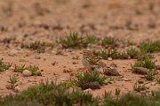 David Plant Photography - Wildlife Photography - Lesser short-toed lark - B