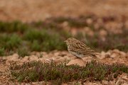 David Plant Photography - Wildlife Photography - Lesser short-toed lark - C