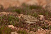 David Plant Photography - Wildlife Photography - Lesser short-toed lark - D