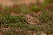 David Plant Photography - Wildlife Photography - Lesser short-toed lark - E