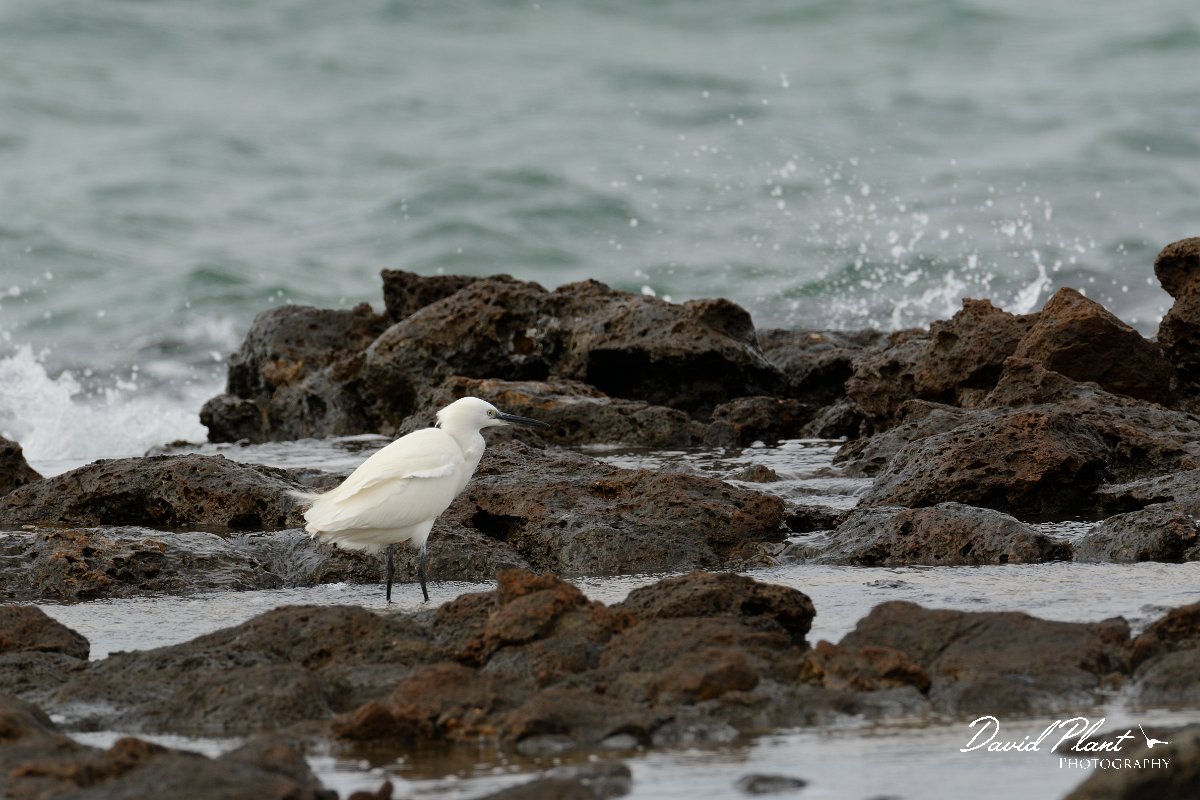 David Plant Photography - Wildlife Photography - Little egret - A.jpg