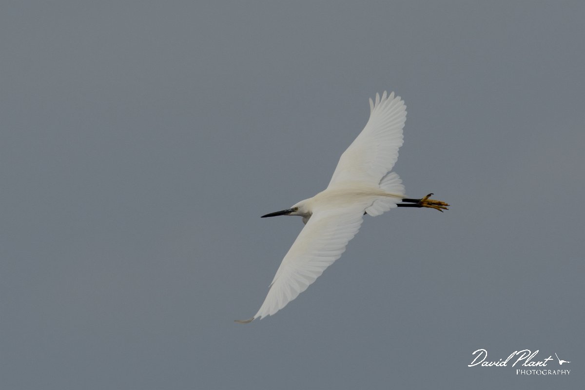 David Plant Photography - Wildlife Photography - Little egret - B.jpg - Little egret in flight - Caleta del Rio, El Cotillo