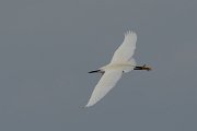 David Plant Photography - Wildlife Photography - Little egret - B