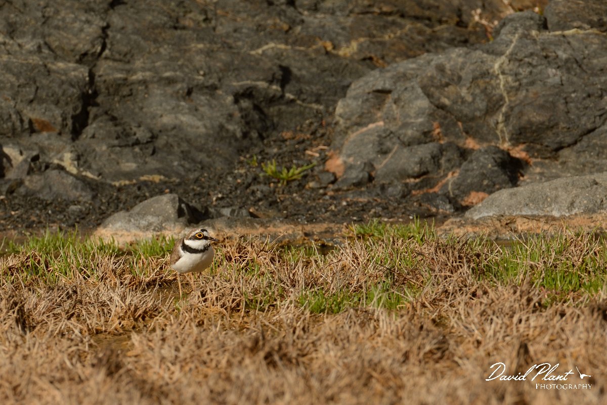 David Plant Photography - Wildlife Photography - Little ringed plover - B.jpg - Little ringed plover - Barranco de la Molinas