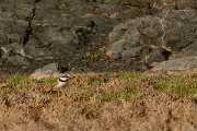 David Plant Photography - Wildlife Photography - Little ringed plover - B