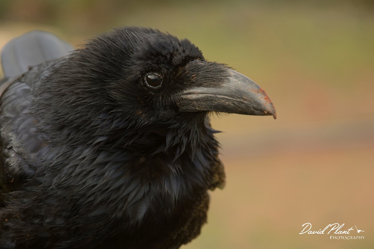 David Plant Photography - Wildlife Photography - Raven - C.jpg - Raven head - Vega de Rio Palmas