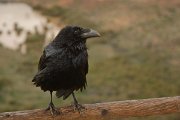 David Plant Photography - Wildlife Photography - Raven - B