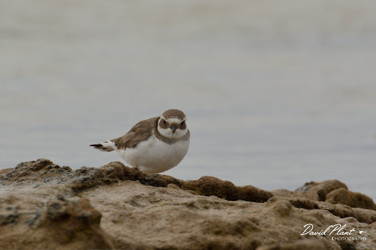 David Plant Photography - Wildlife Photography - Ringed plover - A.jpg - Ringed plover - Caleta del Rio, El Cotillo