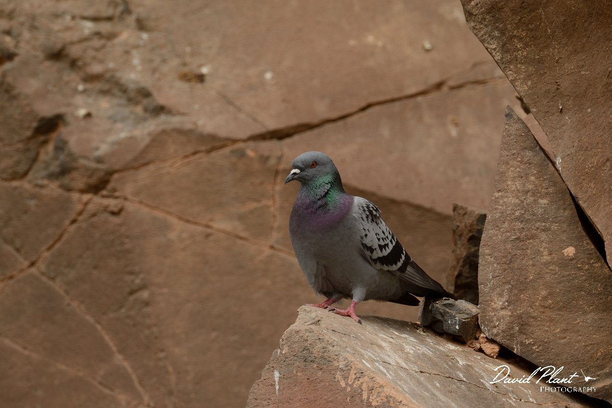 David Plant Photography - Wildlife Photography - Rock dove - B.jpg - Rock dove - Barranco de Torre