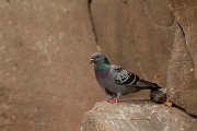 David Plant Photography - Wildlife Photography - Rock dove - A