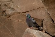 David Plant Photography - Wildlife Photography - Rock dove - B