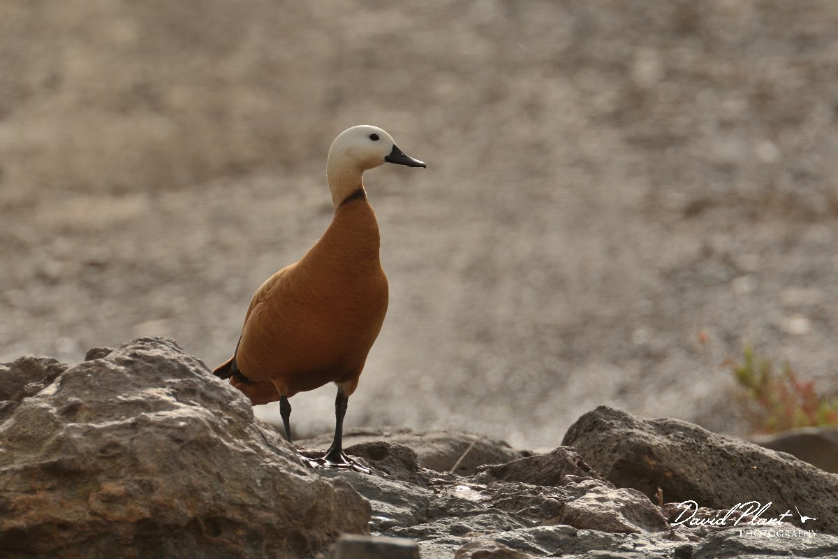 David Plant Photography - Wildlife Photography - Ruddy shelduck - B.jpg - Ruddy shelduck - Barranco de Esquinzo