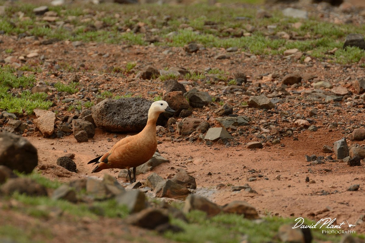 David Plant Photography - Wildlife Photography - Ruddy shelduck - D.jpg - Ruddy shelduck - Barranco de la Molinas