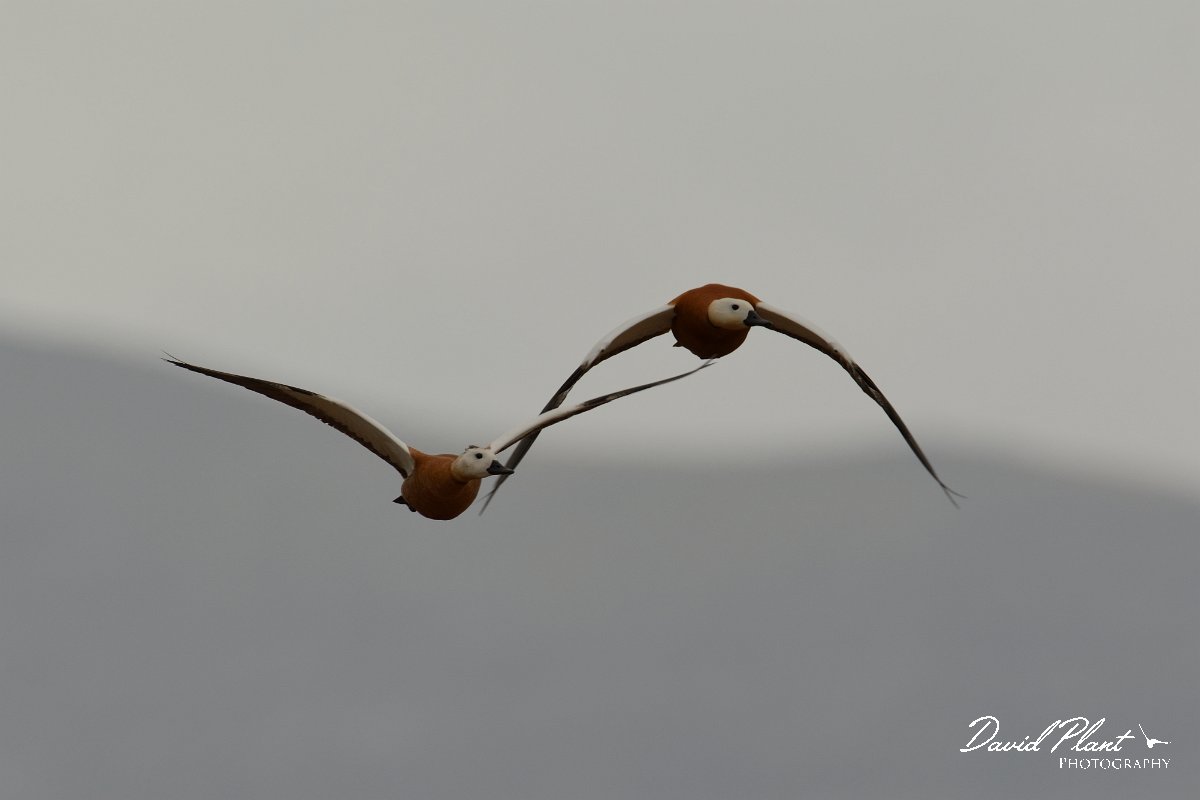 David Plant Photography - Wildlife Photography - Ruddy shelduck - E.jpg - Ruddy shelduck pair in flight - Los Molinos