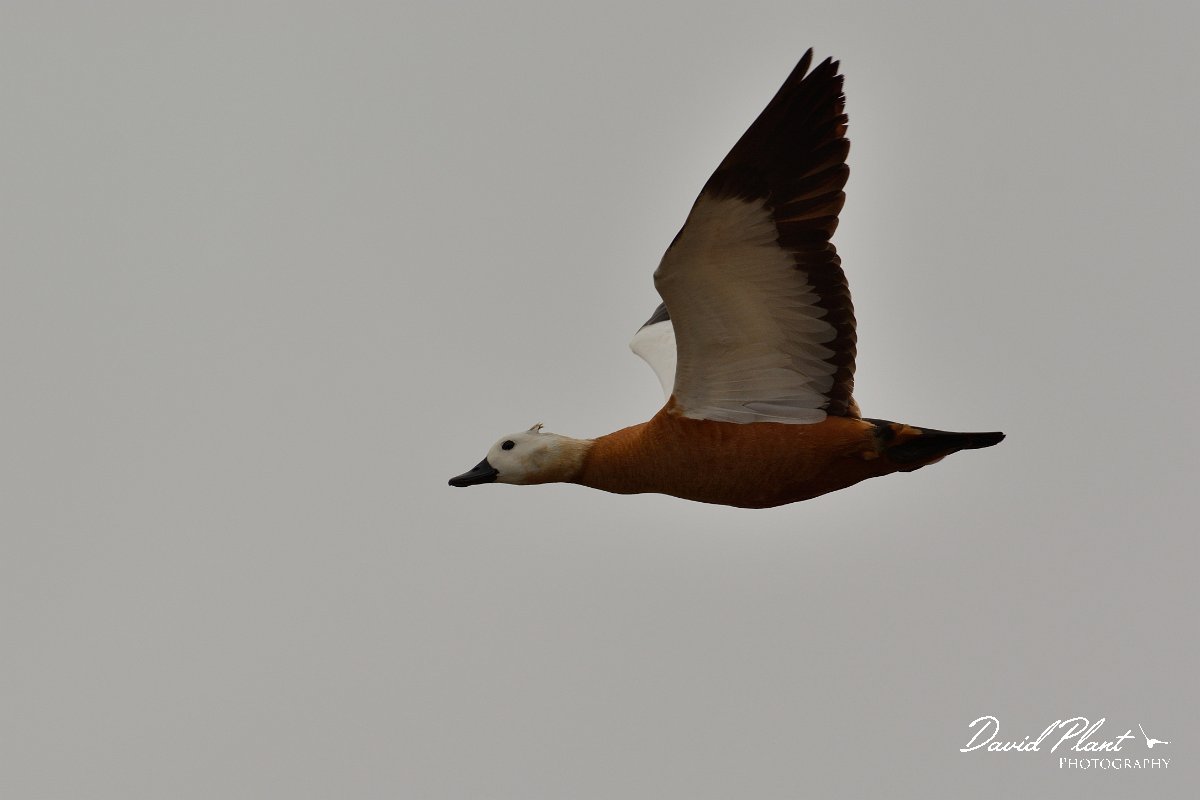 David Plant Photography - Wildlife Photography - Ruddy shelduck - F.jpg - Ruddy shelduck in flight - Los Molinos