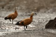 David Plant Photography - Wildlife Photography - Ruddy shelduck - A