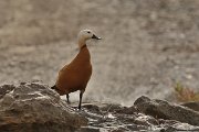 David Plant Photography - Wildlife Photography - Ruddy shelduck - B