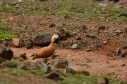 David Plant Photography - Wildlife Photography - Ruddy shelduck - D