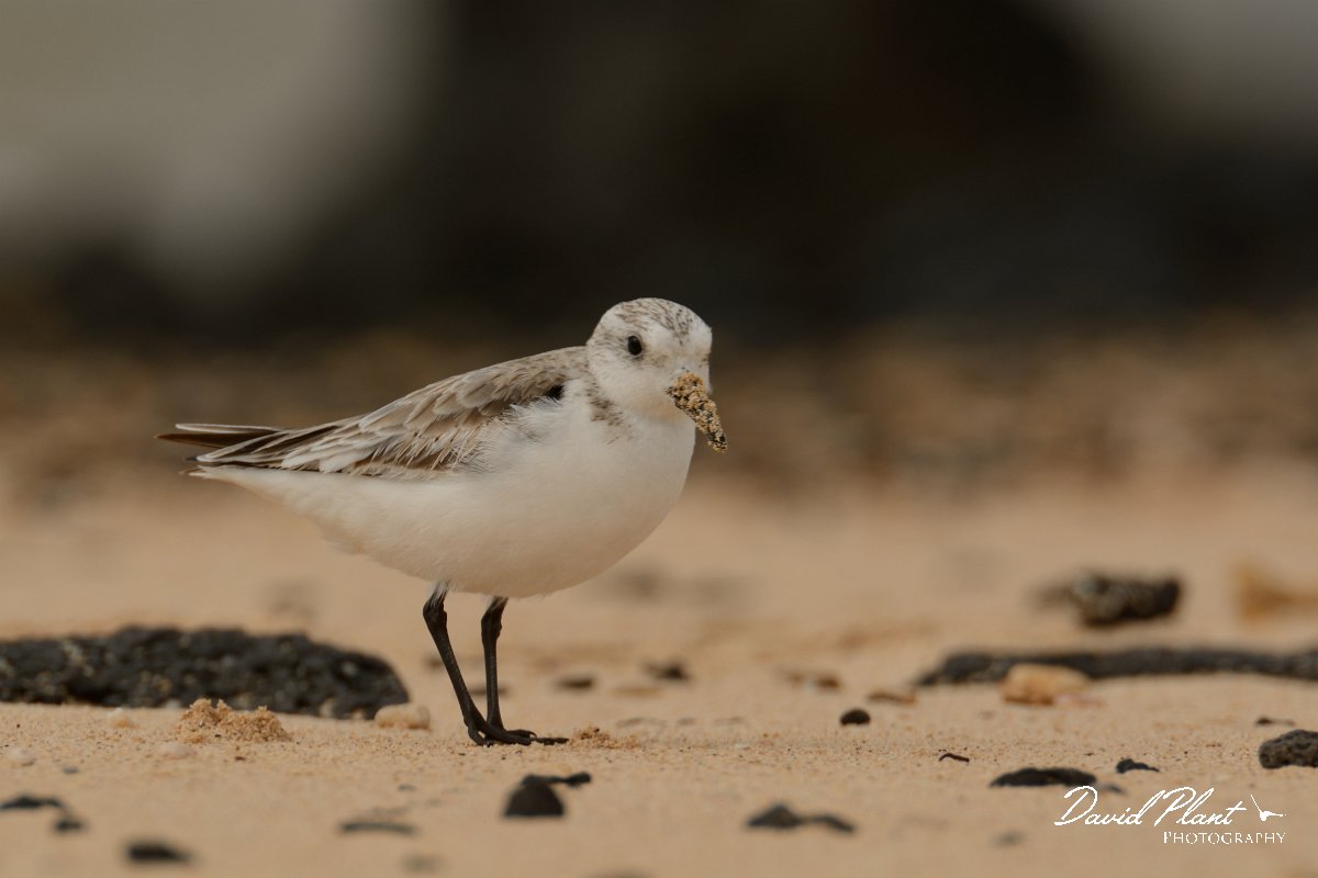 David Plant Photography - Wildlife Photography - Sanderling - A.jpg - Sanderling, juvenile - Caleta del Rio, El Cotillo
