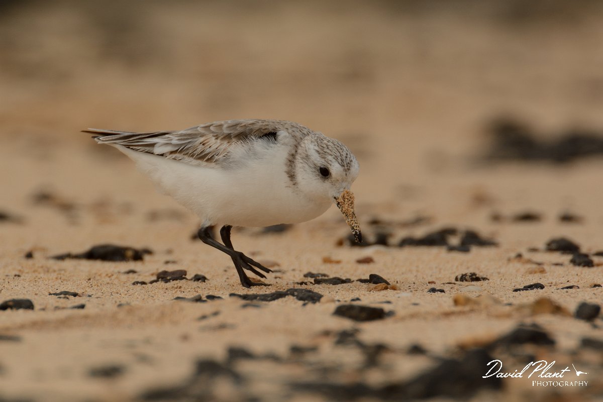 David Plant Photography - Wildlife Photography - Sanderling - C.jpg - Sanderling, juvenile - Caleta del Rio, El Cotillo