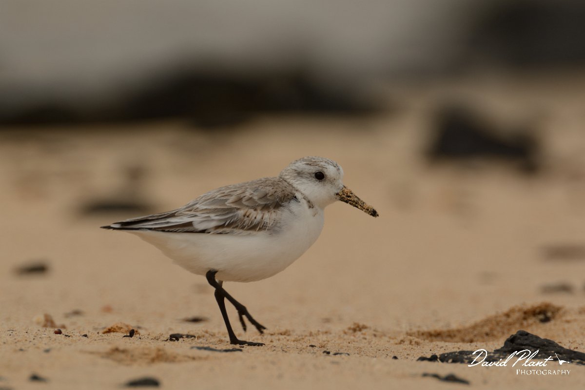 David Plant Photography - Wildlife Photography - Sanderling - D.jpg - Sanderling, juvenile - Caleta del Rio, El Cotillo