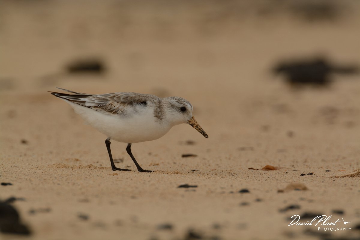 David Plant Photography - Wildlife Photography - Sanderling - F.jpg - Sanderling, juvenile - Caleta del Rio, El Cotillo
